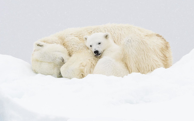 Polar bear cub snow falling free wallpaper - medium preview image