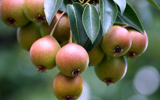 Fruit bunches leaves green background free wallpaper - medium preview image
