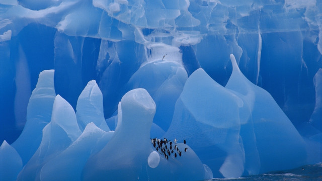 Penguins glacier ice chunks ecological #2 free wallpaper - medium preview image