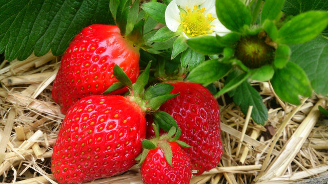 Three strawberries flower leafy berry free wallpaper - medium preview image