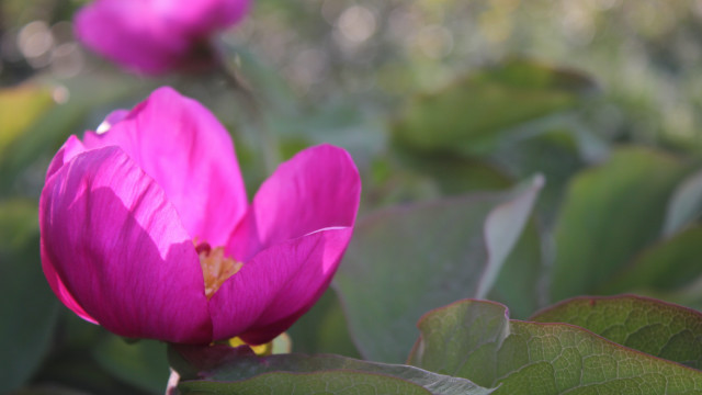 Pink flower green leaves bokeh #10 free wallpaper - medium preview image