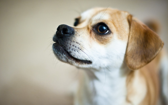 Sad shiba inu tilt shift free wallpaper - medium preview image