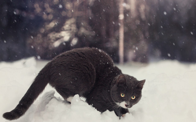 Black cat snow night starry free wallpaper - medium preview image