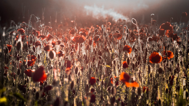 Red flowers sunset clouds cityscape free wallpaper - medium preview image