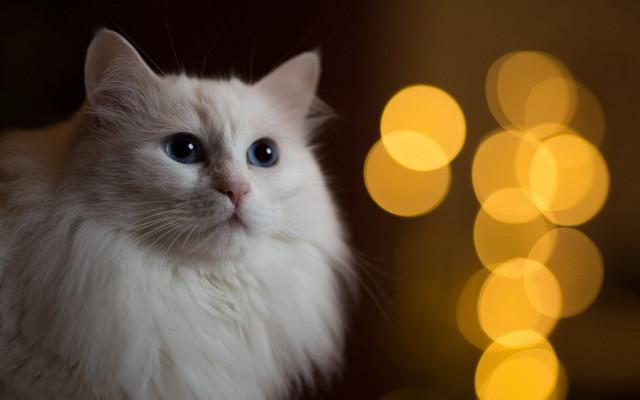 White cat blue eyes bokeh free wallpaper - medium preview image