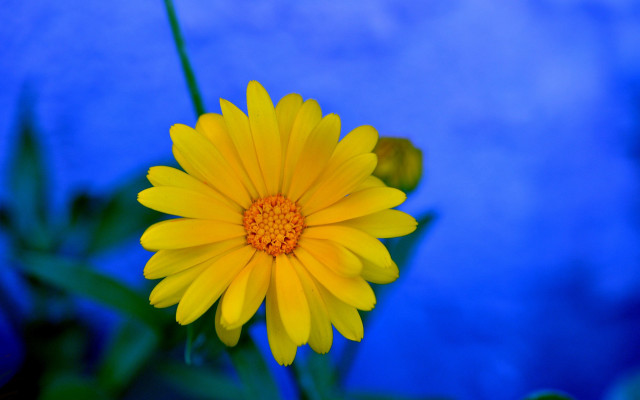 Yellow flower blue background blurry #2 free wallpaper - medium preview image