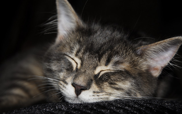 Cat sleeping black surface head free wallpaper - medium preview image