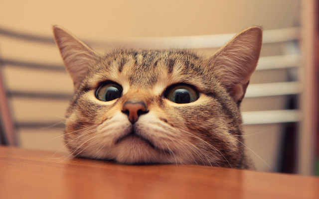 Sad cat looking up pastel free wallpaper - medium preview image