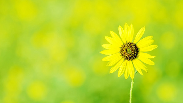 Yellow flower green grass blurry free wallpaper - medium preview image