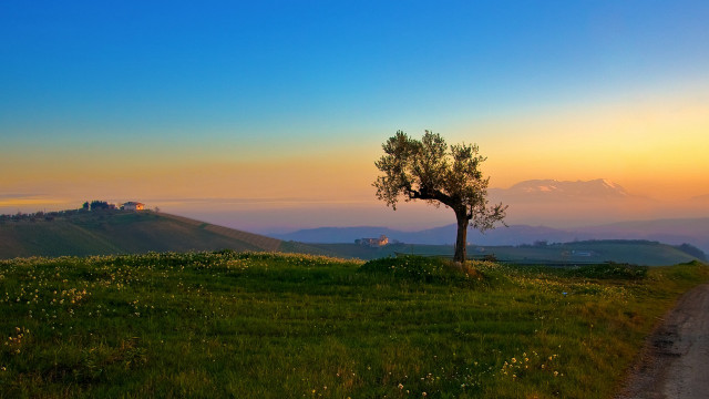 Lone tree grassy hill sunset #3 free wallpaper - medium preview image
