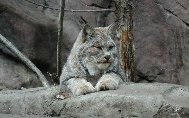 Lynx rocks forest naturalism illustration free wallpaper - medium preview image