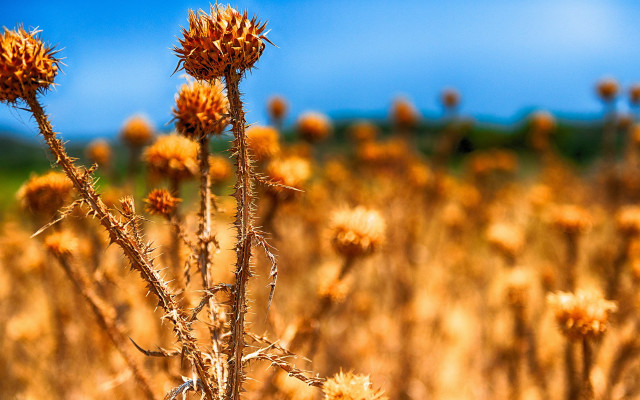 Yellow flower field blue sky #2 free wallpaper - medium preview image