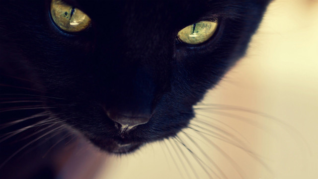 Black cat yellow eyes moonlight free wallpaper - medium preview image