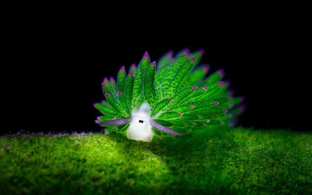 Green bush butterfly wings biolu free wallpaper - medium preview image