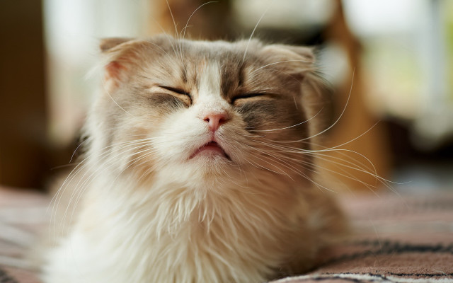 Cat laying eyes closed blurry free wallpaper - medium preview image