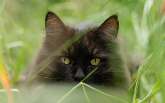Black cat hiding grass gothic free wallpaper - medium preview image