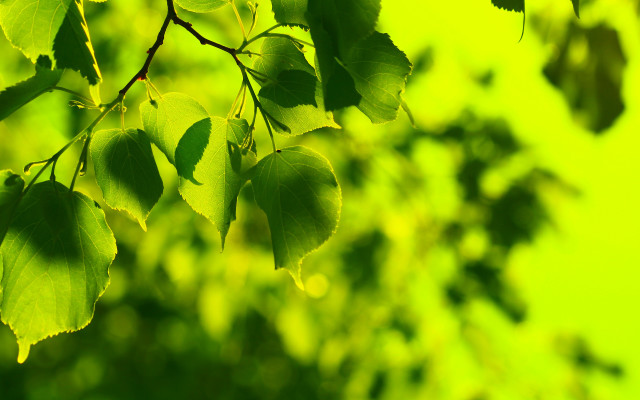 Tree branch leaves green bokeh free wallpaper - medium preview image