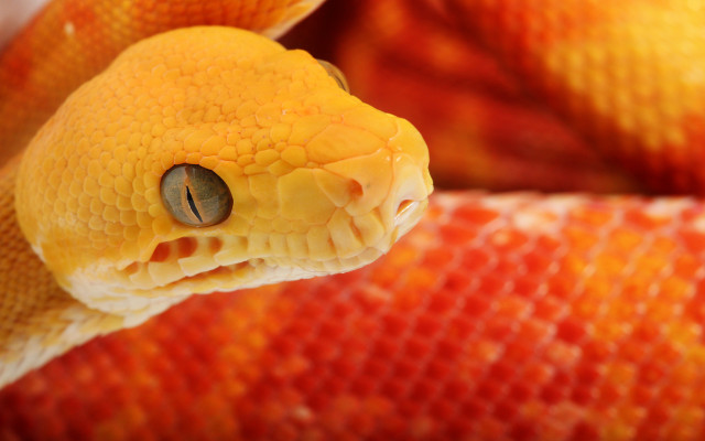 Yellow snake cobra autumn leaves free wallpaper - medium preview image