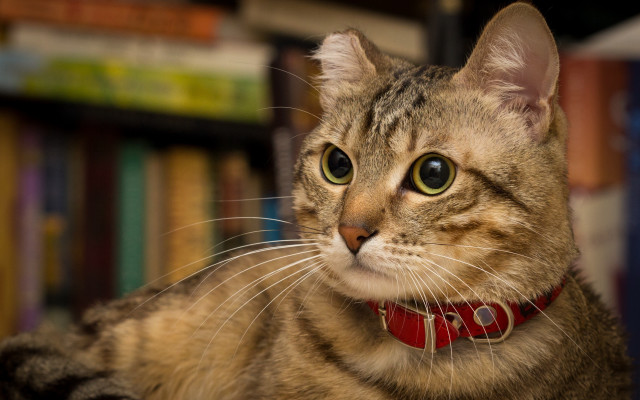 Cat red collar looking at free wallpaper - medium preview image