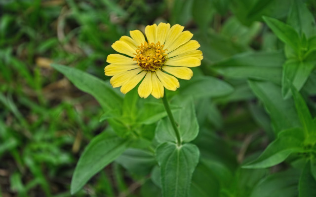 Yellow flower green leaves macro #6 free wallpaper - medium preview image