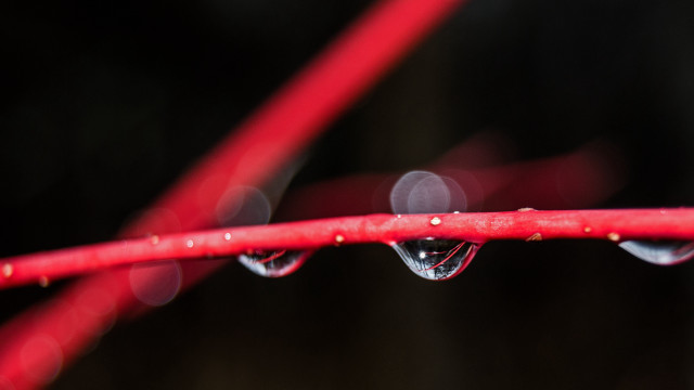 Red branch water drops macro free wallpaper - medium preview image