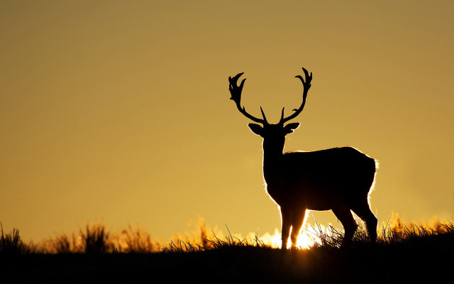 Deer sunset backlit antlers grass free wallpaper - medium preview image
