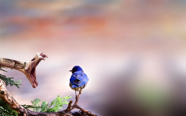 Blue bird perched branch sunset free wallpaper - medium preview image