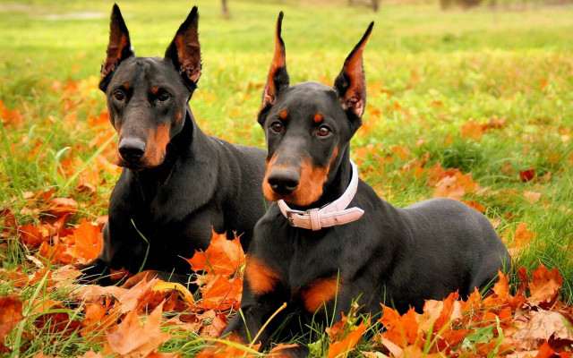 Two dogs autumn leaves symmetrical free wallpaper - medium preview image