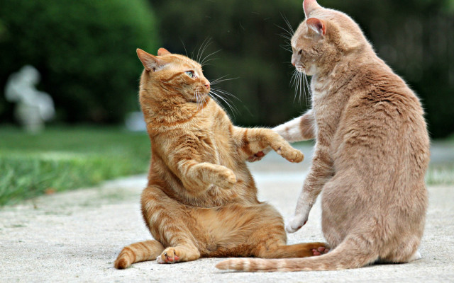 Cats playing outdoors stretching blurry free wallpaper - medium preview image