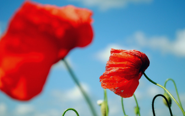 Red flower blue sky macro #2 free wallpaper - medium preview image