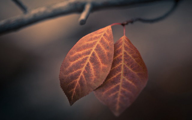 Two leaves hanging branch shallow free wallpaper - medium preview image