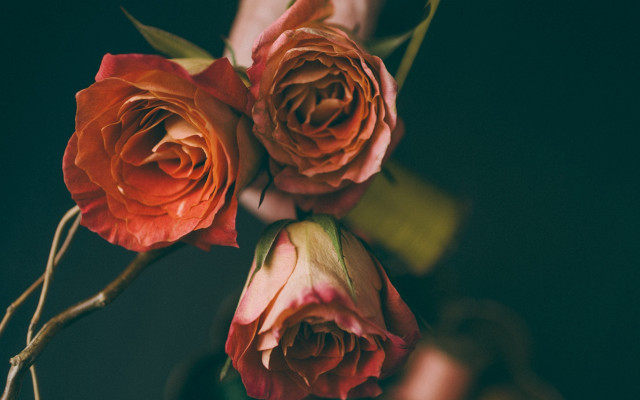Person holding roses bouquet roses free wallpaper - medium preview image