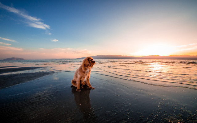 Dog beach sunset reflection ocean #2 free wallpaper - medium preview image