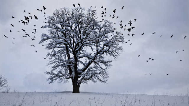Birds snow tree cherry blossoms free wallpaper - medium preview image