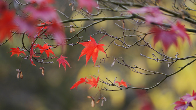 Branch red leaves autumn maple free wallpaper - medium preview image