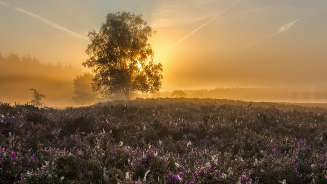Tree fog sunset lake mountain free wallpaper - medium preview image
