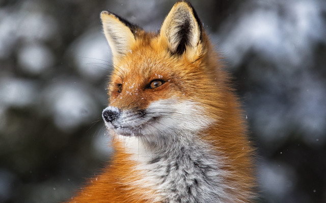 Red fox snowy face distant free wallpaper - medium preview image