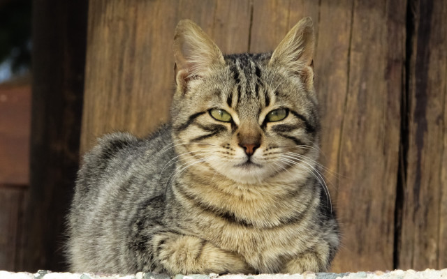 Cat sad ledge photorealistic depth free wallpaper - medium preview image
