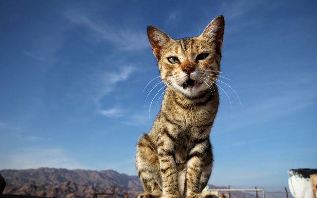 Cat fence cow field tilt free wallpaper - medium preview image
