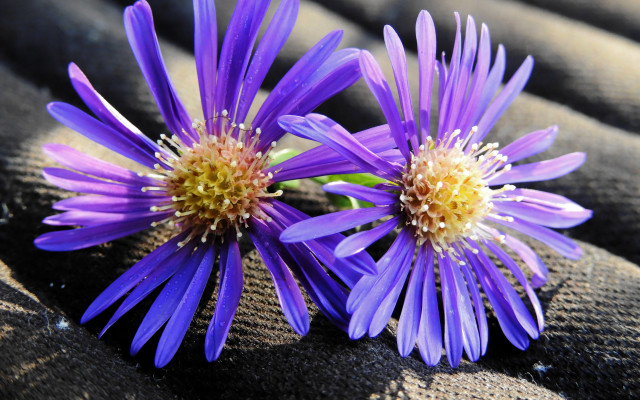 Purple flower blanket macro photorealism free wallpaper - medium preview image