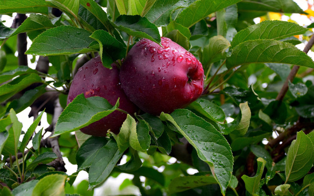Apples on branch water droplets free wallpaper - medium preview image