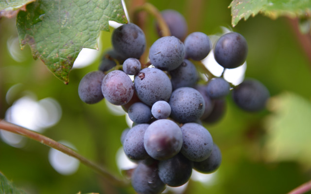 Grapes vine leaves red berries free wallpaper - medium preview image