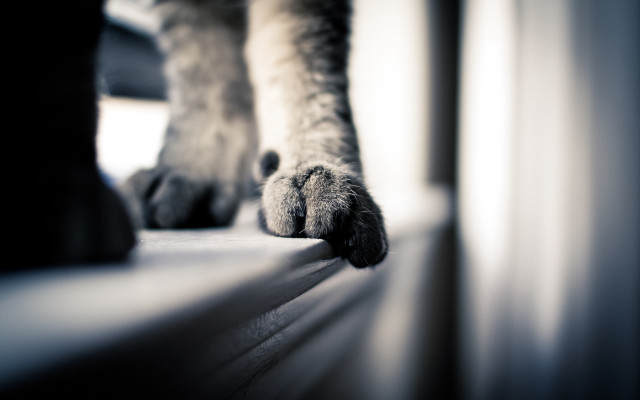 Cat paw sunlight blinds macro free wallpaper - medium preview image