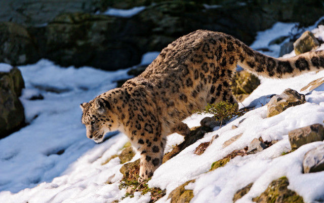 Snow leopard snowy hill rocks free wallpaper - medium preview image