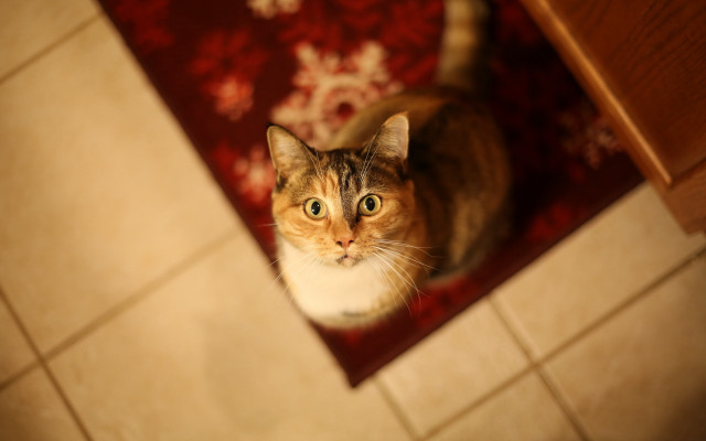 Curious cat on rug tiltshift free wallpaper - medium preview image