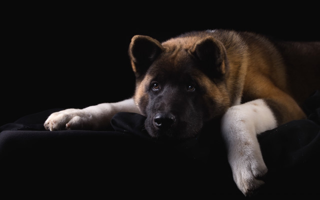 Dog paw black surface portrait free wallpaper - medium preview image
