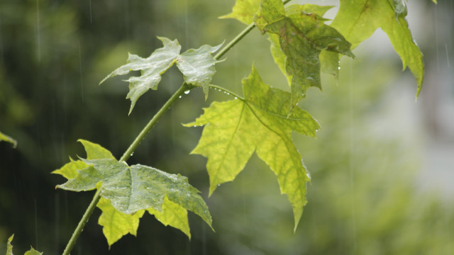Green leaf water drops blurry free wallpaper - medium preview image