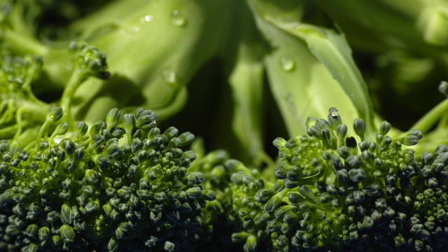Broccoli water drops macro green free wallpaper - medium preview image