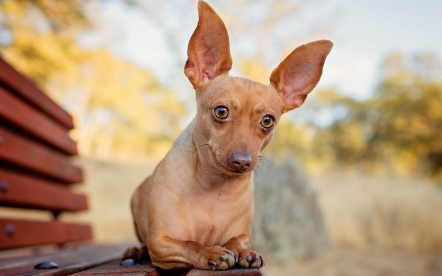 Sad dog bench outdoors blurry free wallpaper - medium preview image