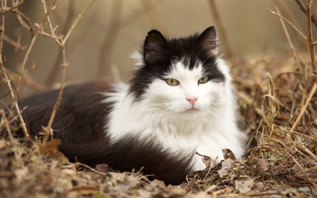 Black white cat green eyes #2 free wallpaper - medium preview image